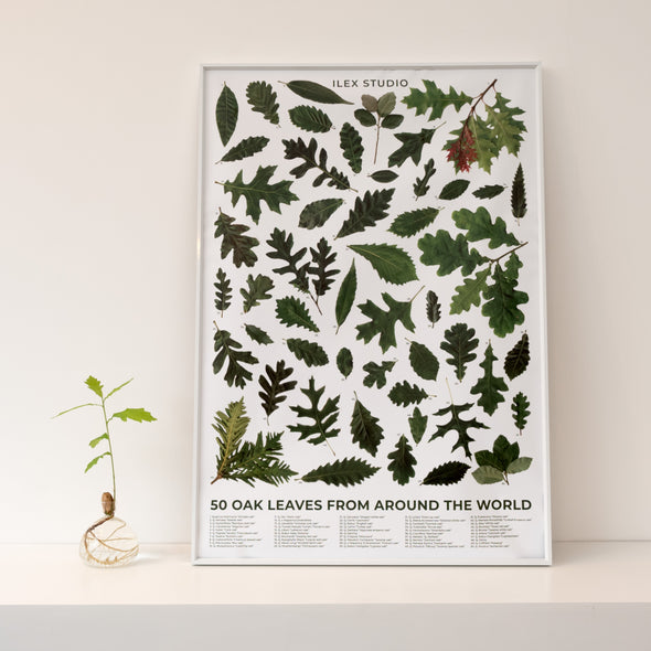 50 Oak Leaves from Around the World Poster