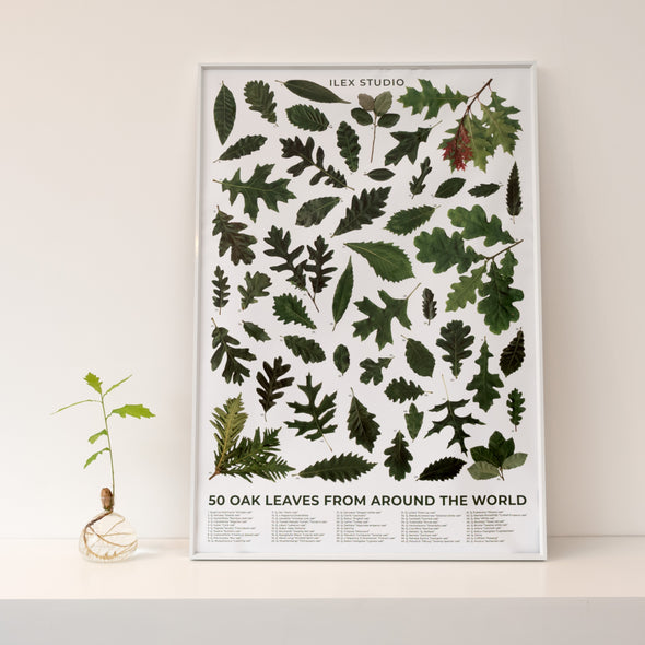 50 Oak Leaves from Around the World Poster