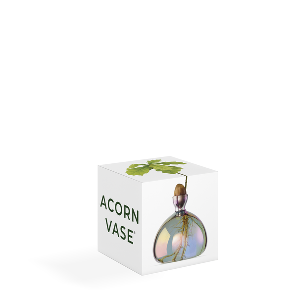 Acorn Vase Cosmic Vega NEW