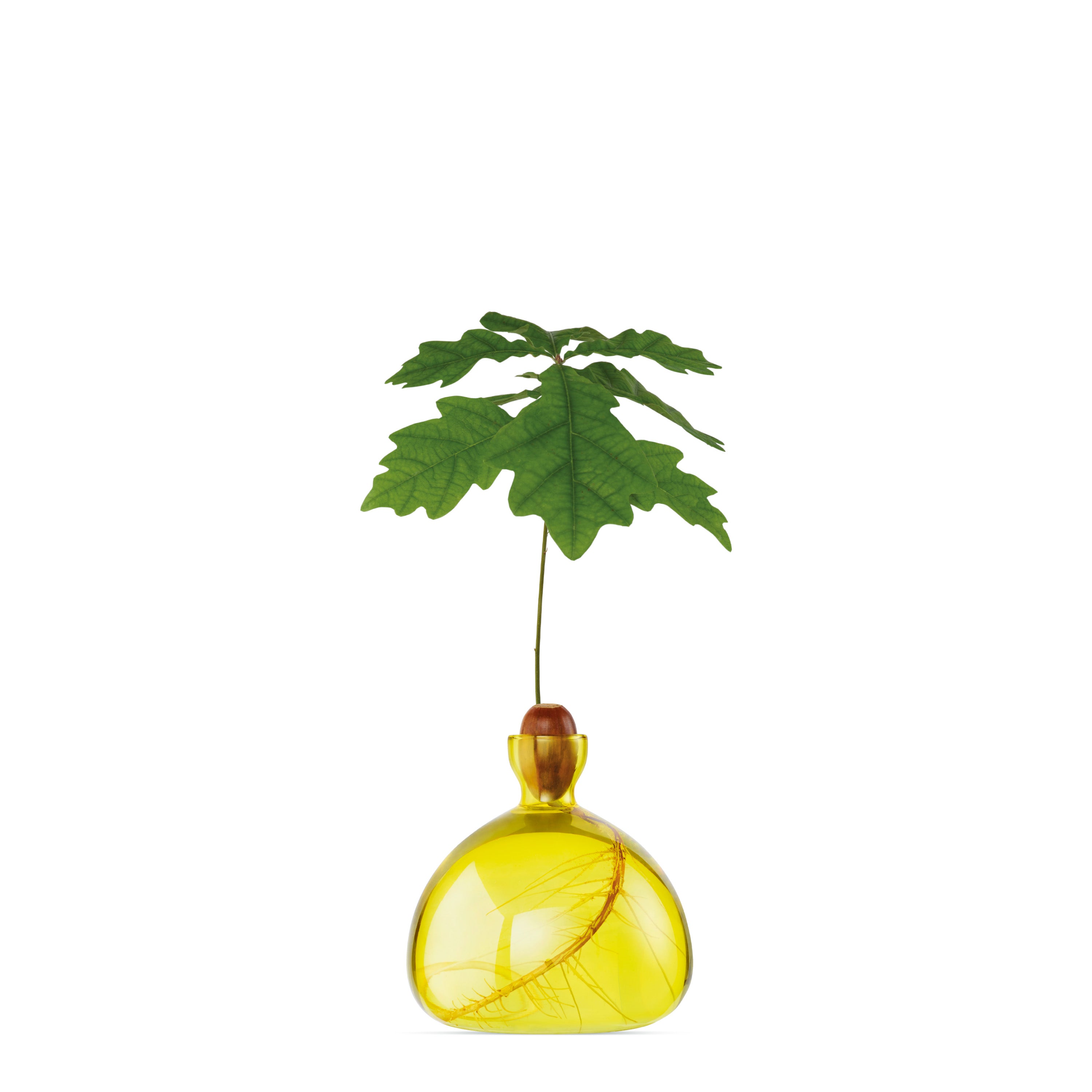 Sunlight_Yellow_Acorn_Vase_Ile