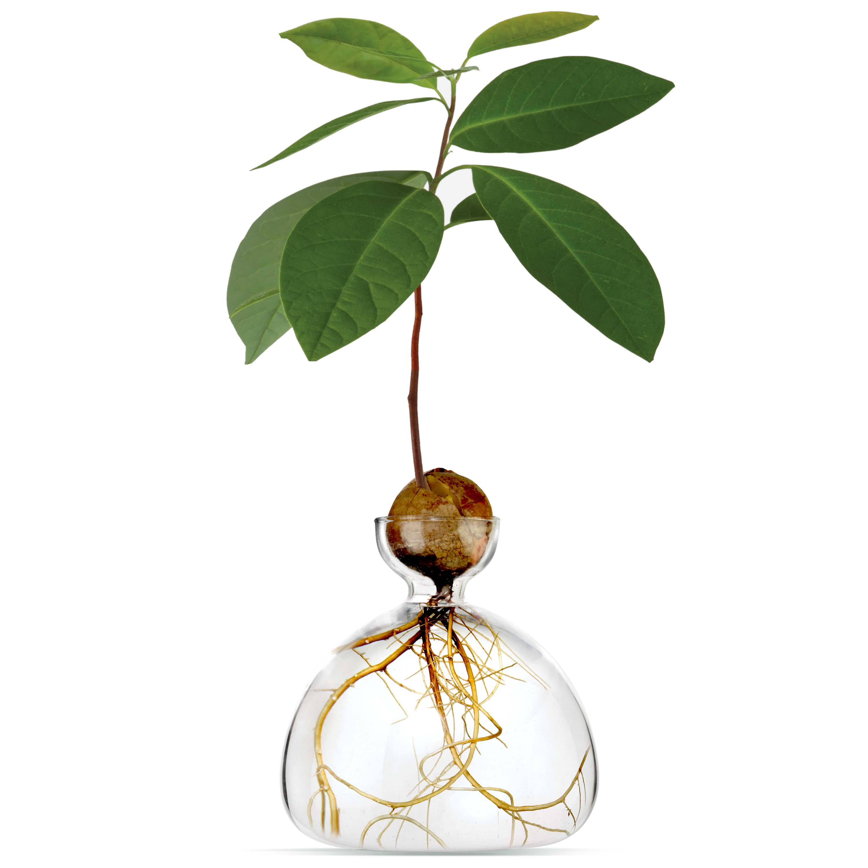 avocado plant seed Ilex Studio Avocado Vase