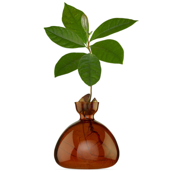 Avocado Vase Russet Brown