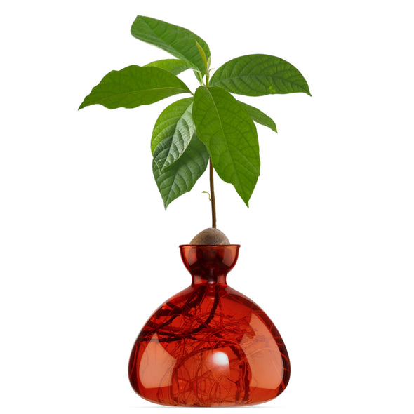 Avocado Vase Scarlet Red