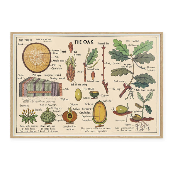 Oak School Poster