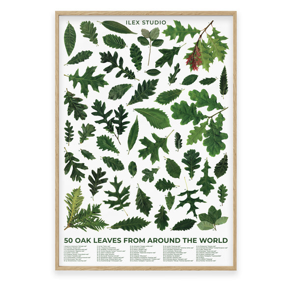50 Oak Leaves from Around the World Poster