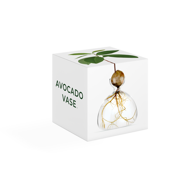 Avocado Vase Clear - Ilex Studio