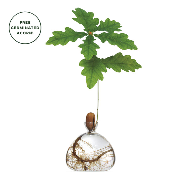 Clear Acorn Vase + FREE Germinated Acorn