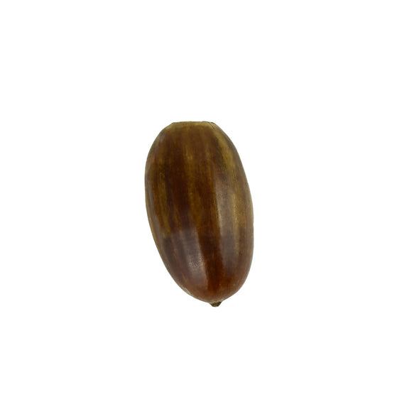 1 Acorn - English Oak (Quercus robur) - Ilex Studio