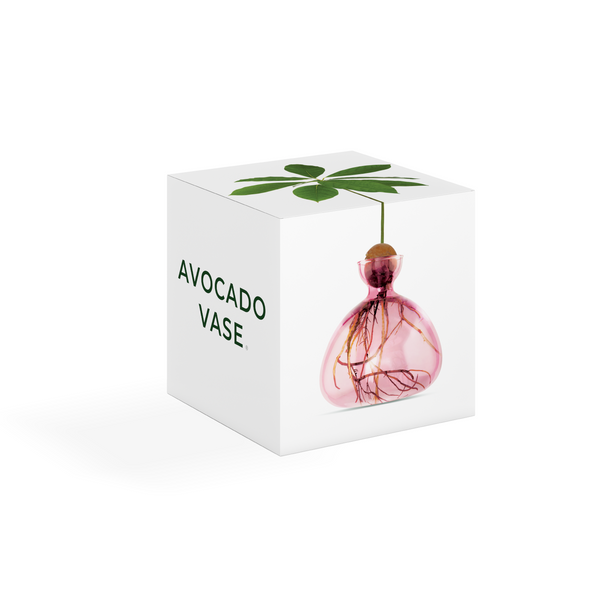Avocado Vase Rose Pink - Ilex Studio