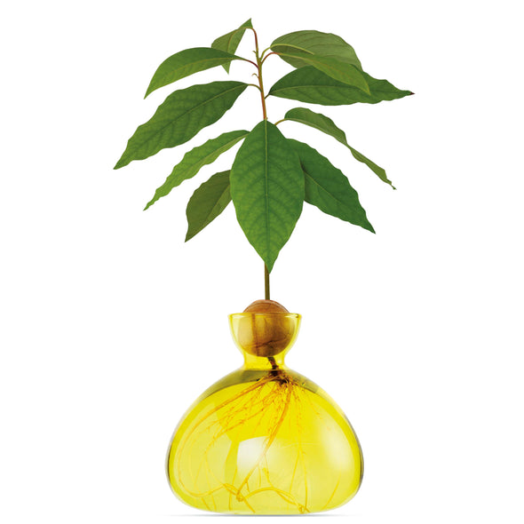 Avocado Vase Sunlight Yellow NEW