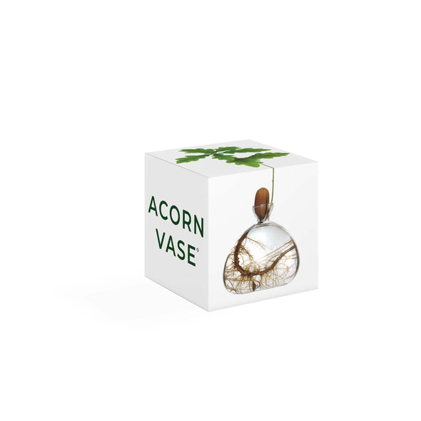 Clear Acorn Vase + FREE Germinated Acorn