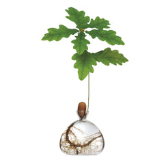 Clear Acorn Vase + FREE Germinated Acorn