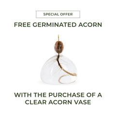 Clear Acorn Vase + FREE Germinated Acorn