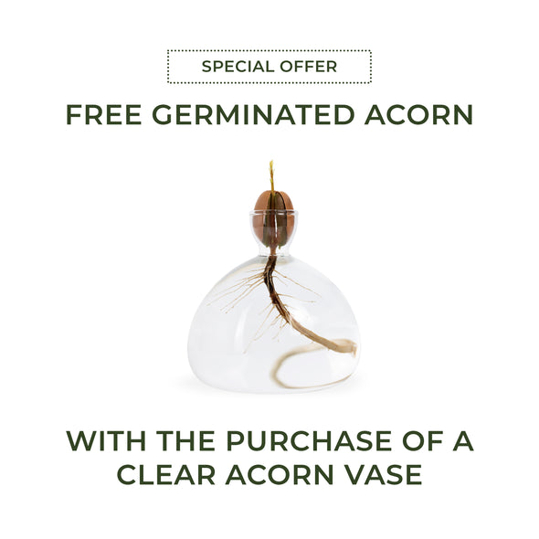 Clear Acorn Vase + FREE Germinated Acorn