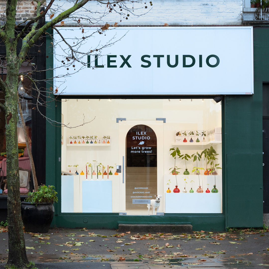 Ilex Studio London Shepherds Bush, Hammersmith London 