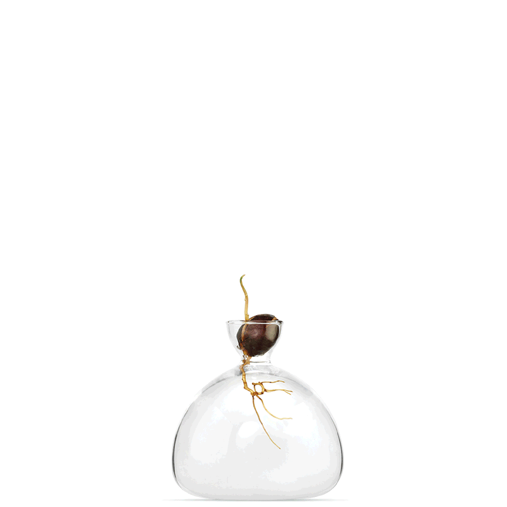 Avocado Vase Clear
